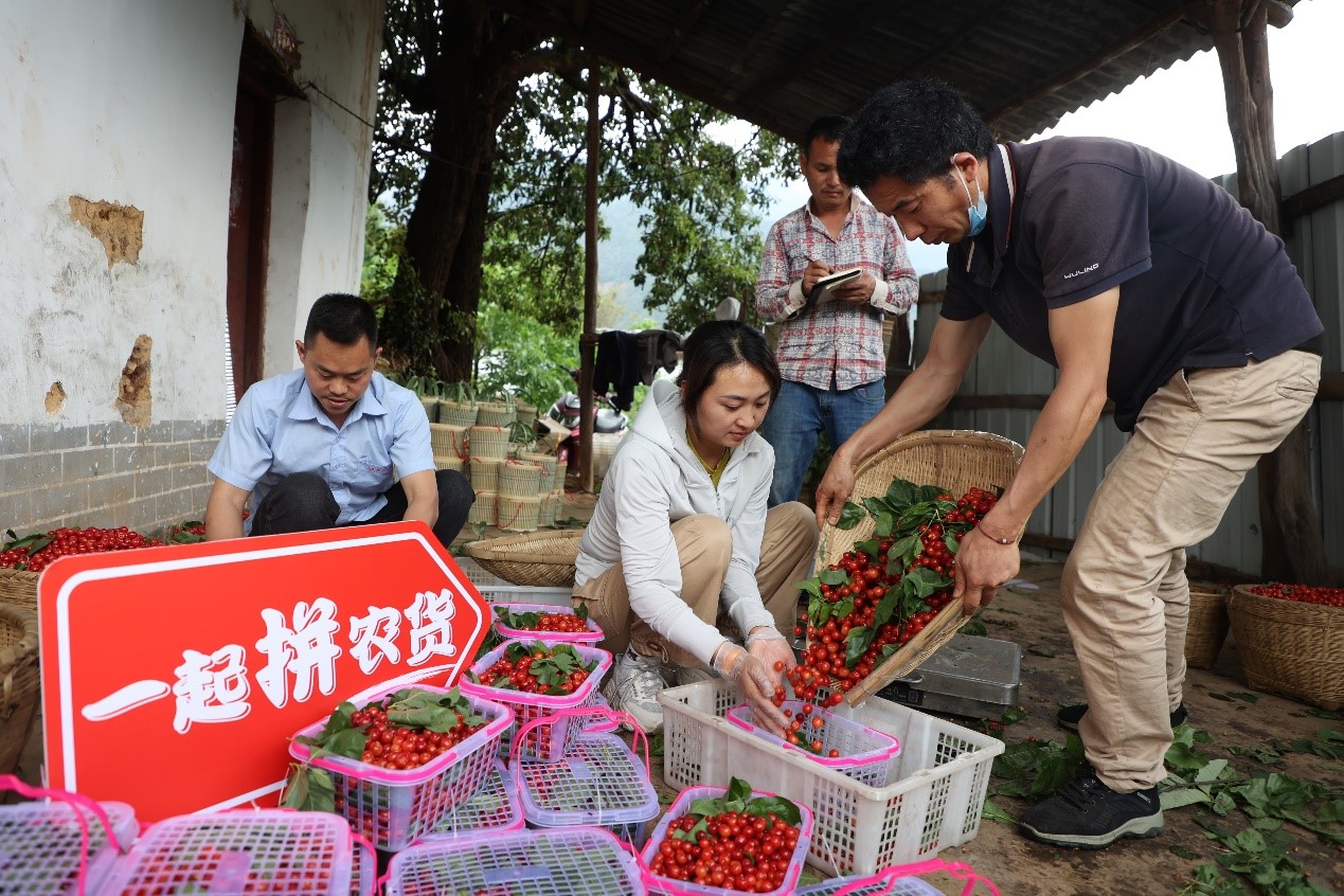 从卖不出去到不愁卖，小樱桃如何成为大凉山深处的富民产业？