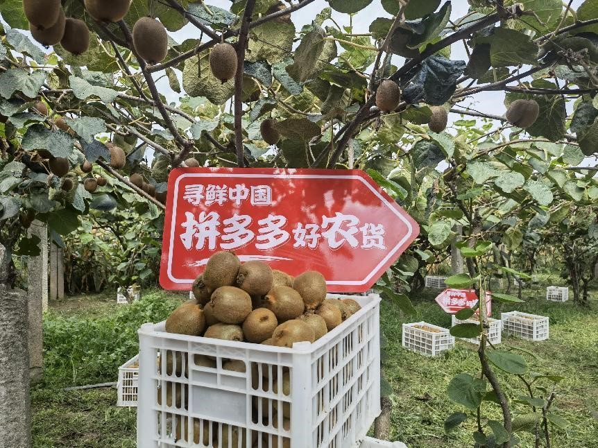 维C界王者！秦岭“山珍”周至猕猴桃登陆拼多多超级农货节