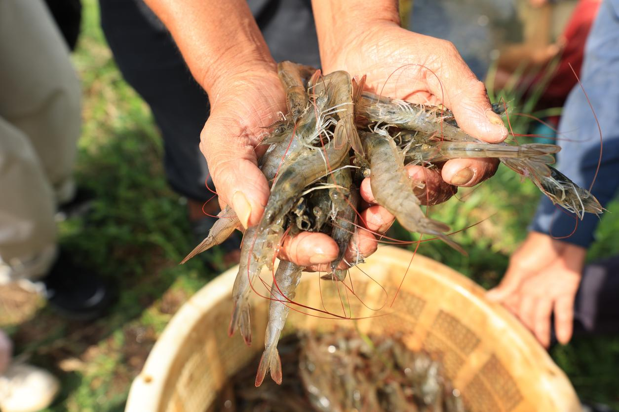 专注“单品单厂”，锅圈如何助力北海“小”虾滑“滑”向大市场？